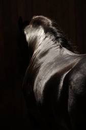 Fotoroleta zwierzę koń grzywa czarny kuper