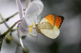 Naklejka motyl storczyk zwierzę kwiat kropla
