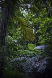 Naklejka dżungla pejzaż ameryka las natura
