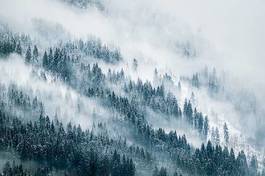 Naklejka las śnieg niebo