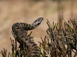 Obraz na płótnie natura gad dzikie zwierzę wąż uciec