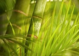 Obraz na płótnie bambus zen japonia