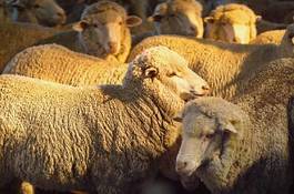 Obraz na płótnie zwierzę australia owca rolnictwo stodoła