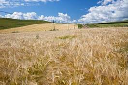 Obraz na płótnie łąka wieś lato pszenica
