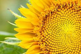 Fototapeta lato roślina słońce niebo słonecznik