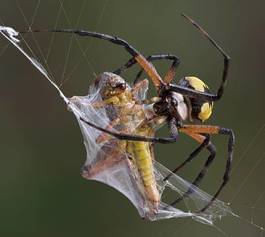 Naklejka pająk zwierzę natura