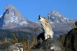 Obraz na płótnie pies góra opoka wilk