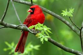 Fotoroleta ptak drzewa zwierzę ssak dzikość