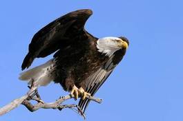 Fototapeta ameryka ptak zwierzę wolność