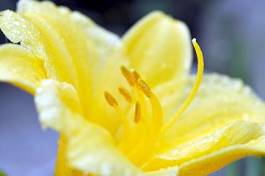 Fotoroleta kwiat woda pąk roślina słońce