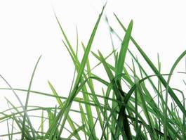 Naklejka trawa trawiasta zielony lea