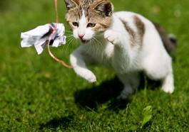 Naklejka zabawa z kociakiem na trawie