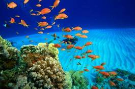 Naklejka woda ryba koral