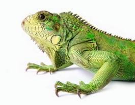 Naklejka dżungla gad roślinożerca iguana gekko