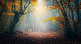 Fototapeta fairy forest in fog. fall woods. enchanted autumn forest in fog in the morning. old tree. landscape with trees, colorful orange and red foliage and blue fog. nature background. dark foggy forest
