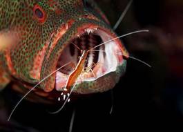 Fotoroleta podwodne krewetki zwierzę ryba