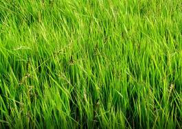 Naklejka trawa natura pole zielony akcja