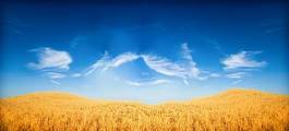 Naklejka pejzaż pole pszenica niebo rolnictwo