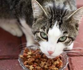 Plakat kot zwierzę pasza jeść głód