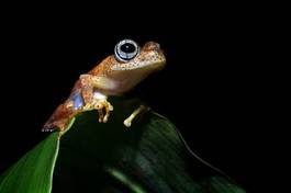 Plakat żaba dżungla płaz oko makro