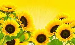 Plakat roślina słonecznik kwiat lato