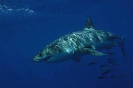 Obraz na płótnie meksyk podwodne rekin zęby