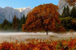 Naklejka jesień góra yosemite droga
