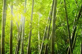 Naklejka ogród bambus drzewa natura