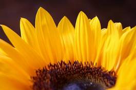 Naklejka słońce roślina kwiat