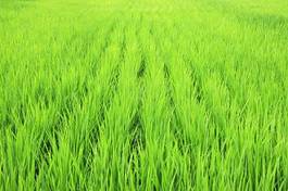 Obraz na płótnie błękitne niebo rolnictwo pole ryżowe niełuskanego