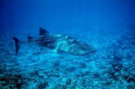 Fotoroleta rafa morze rekin podwodne