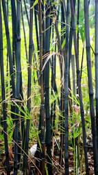 Naklejka bambus azjatycki roślina natura ogród