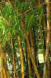 Obraz na płótnie drzewa trawa tropikalny azja