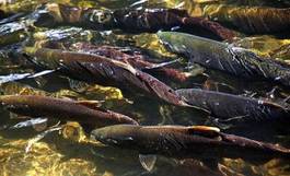 Obraz na płótnie jedzenie woda waszyngton ryba