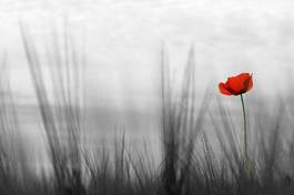 Fototapeta mglista łąka z czerwonym makiem