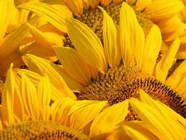 Fotoroleta słońce słonecznik kwiat lato