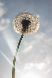 Fotoroleta mniszek kwiat natura nasienie pocisk
