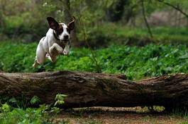 Fotoroleta zwierzę pies drzewa