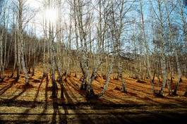 Fotoroleta wieś drzewa wzór wzgórze