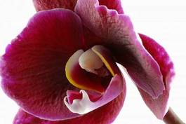 Obraz na płótnie kwiat natura roślina świeży storczyk