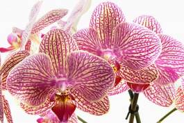 Obraz na płótnie natura bukiet kwiat roślina orientalne