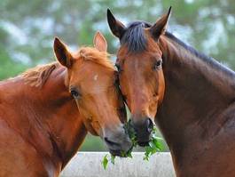 Fotoroleta miłość koń koleżeństwo przyjaźń udostępnianie