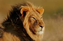 Plakat afrykański lew