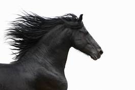 Fotoroleta pejzaż portret koń klacz