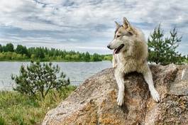 Fotoroleta pies las zwierzę