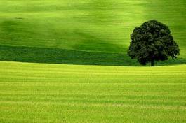 Naklejka drzewa natura rolnictwo krajobraz