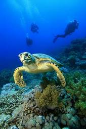 Naklejka gad woda podwodne żółw