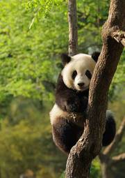 Fototapeta piękny narodowy zwierzę chiny