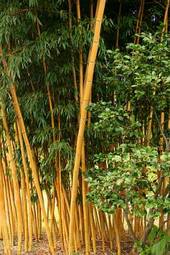 Naklejka bambus azjatycki roślina