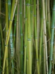 Plakat bambus słońce roślina ogród